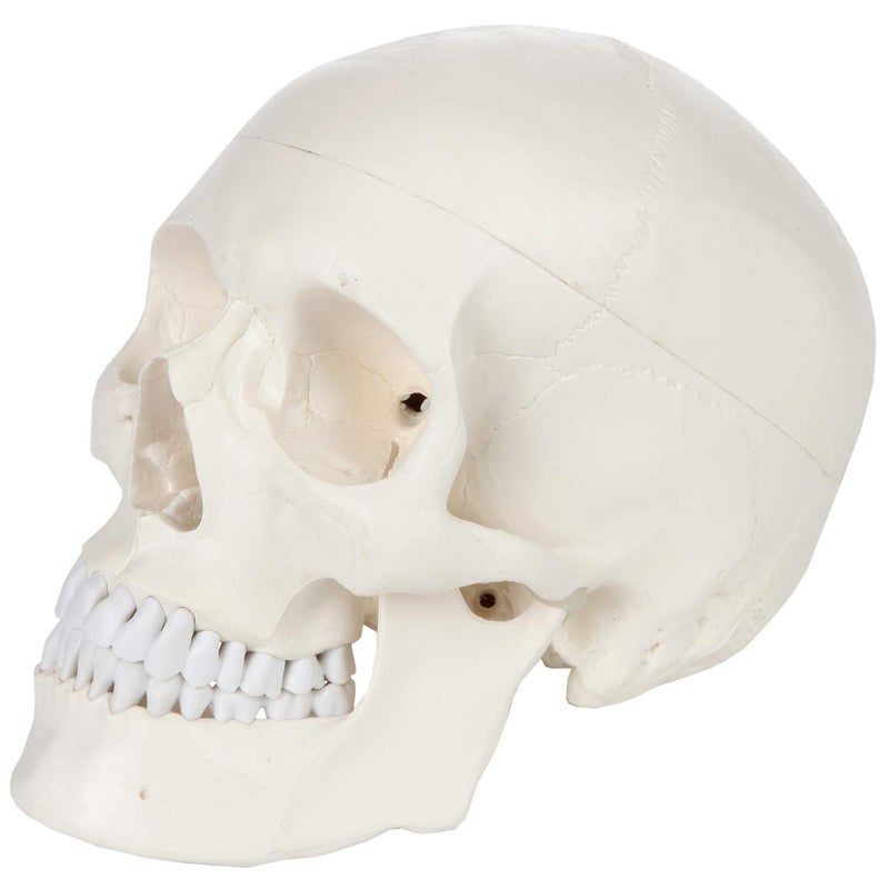 Axis Scientific Human Skull Model for Anatomy Life Size, 3-Part Anatomy Skull Includes Skull Cap with External and Interior Structures, Includes Detailed Product Manual, Skull for Anatomy - Image 3
